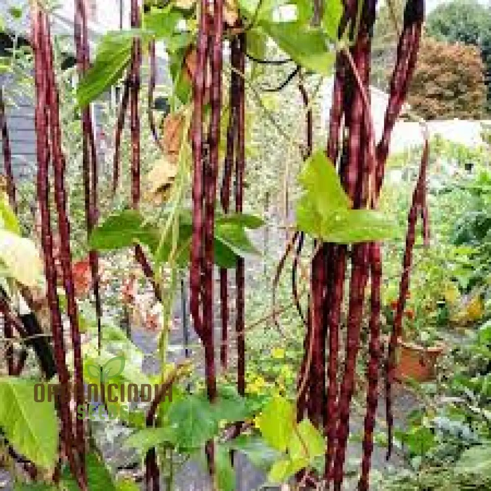 Dwarf Snake Bean Burgundy (Long Bean) Seeds - Premium Quality for Your Gardening Needs
