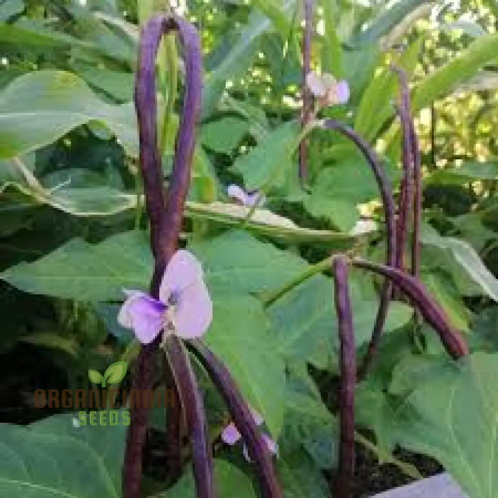 Dwarf Snake Bean Burgundy (Long Bean) Seeds - Premium Quality for Your Gardening Needs - Image 3