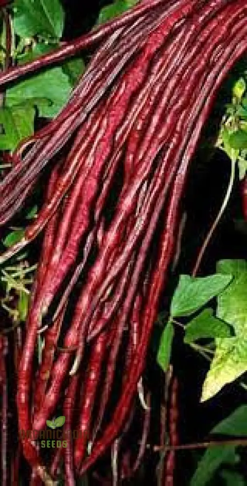 Dwarf Snake Bean Burgundy (Long Bean) Seeds - Premium Quality for Your Gardening Needs - Image 4
