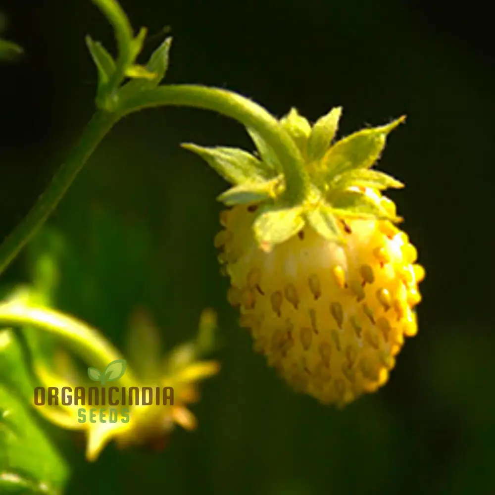 Dwarf Strawberry Fruit Seeds for Planting, Growing Delicious and Compact Strawberries in Your Garden