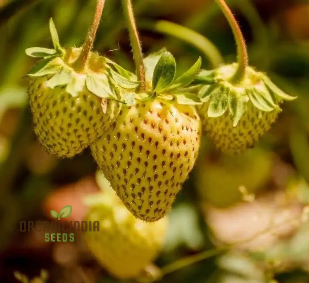 Dwarf Strawberry Fruit Seeds for Planting, Growing Delicious and Compact Strawberries in Your Garden - Image 3
