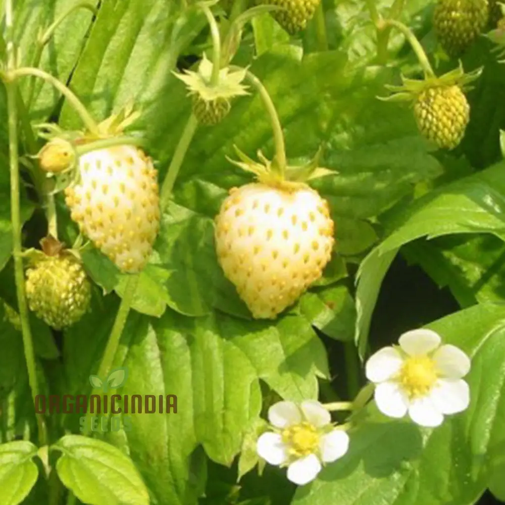 Dwarf Strawberry Fruit Seeds for Planting, Growing Delicious and Compact Strawberries in Your Garden - Image 4