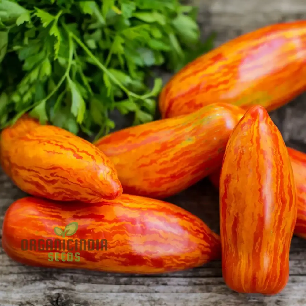 DWARF TOMATO - PEPPER LIKE STRIPE Seeds for Planting | Perfect for Garden Enthusiasts
