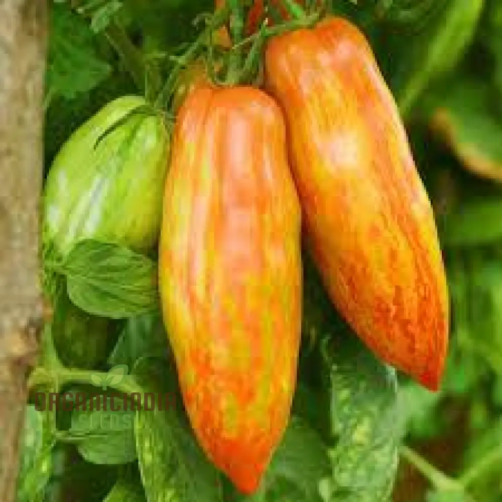 DWARF TOMATO - PEPPER LIKE STRIPE Seeds for Planting | Perfect for Garden Enthusiasts - Image 3