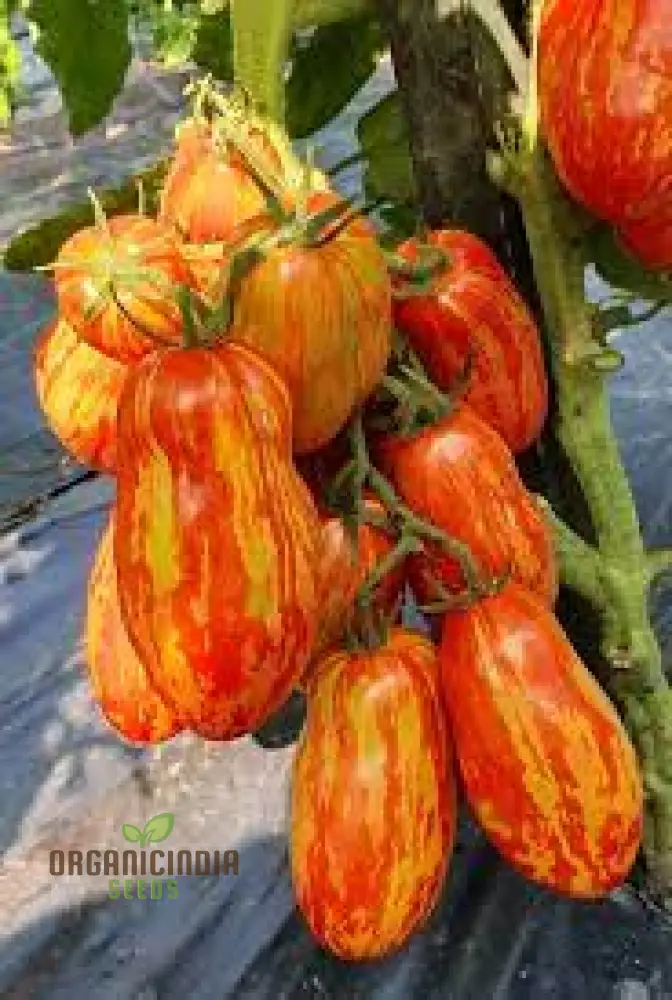 DWARF TOMATO - PEPPER LIKE STRIPE Seeds for Planting | Perfect for Garden Enthusiasts - Image 4
