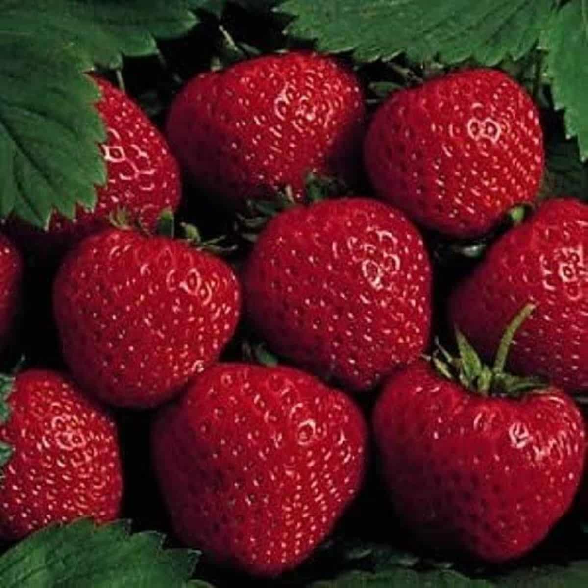 Earliglow Strawberry Seeds for Planting – Sweet, Early Harvest Berries - Image 2