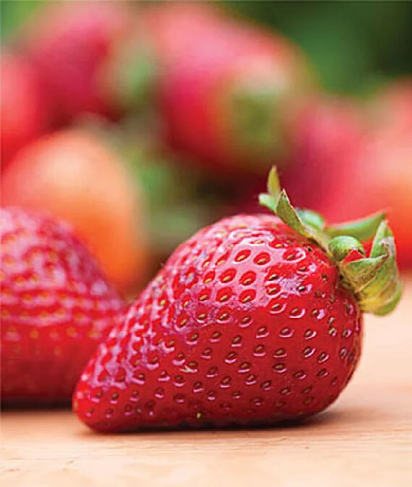 Earliglow Strawberry Seeds for Planting – Sweet, Early Harvest Berries - Image 3