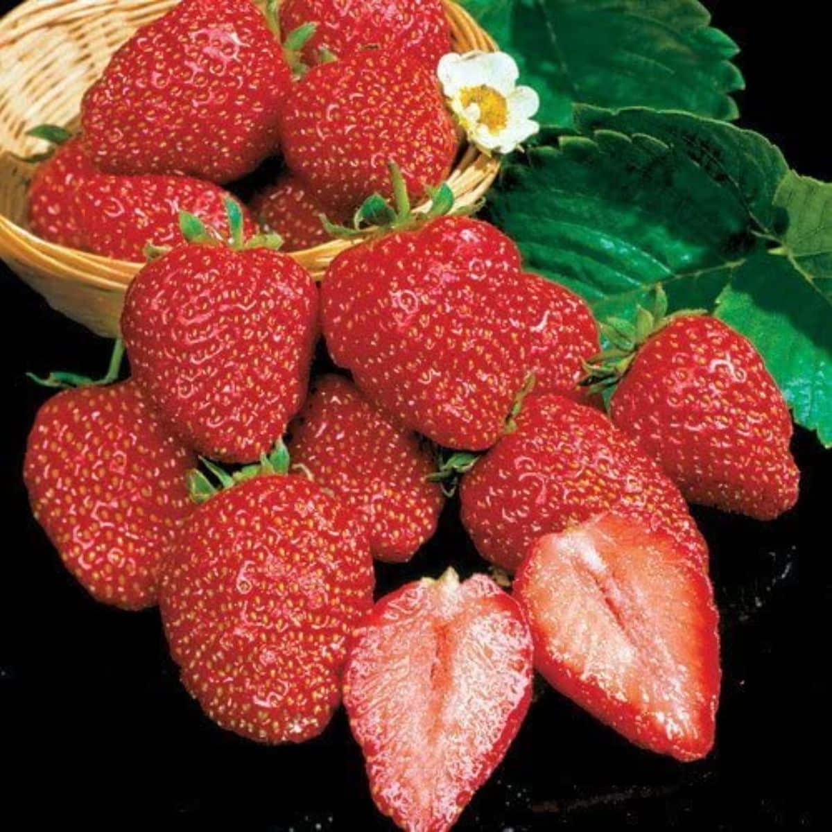 Earliglow Strawberry Seeds for Planting – Sweet, Early Harvest Berries - Image 4