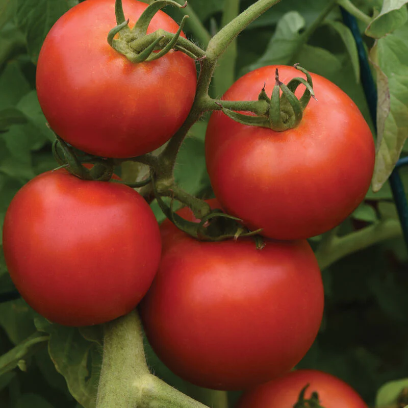 Early Girl Tomato Seeds – High-Yield, Fast-Growing & Delicious - Image 2