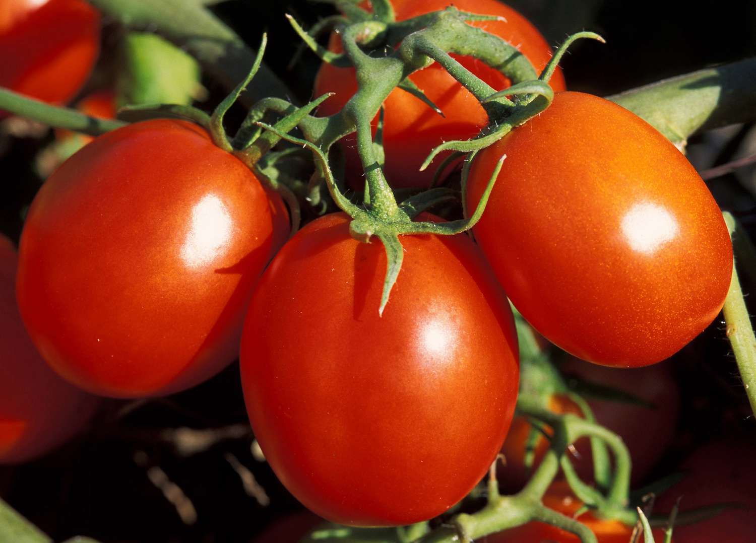 Early Girl Tomato Seeds – High-Yield, Fast-Growing & Delicious - Image 3