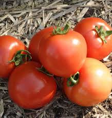 Early Girl Tomato Seeds – High-Yield, Fast-Growing & Delicious - Image 4