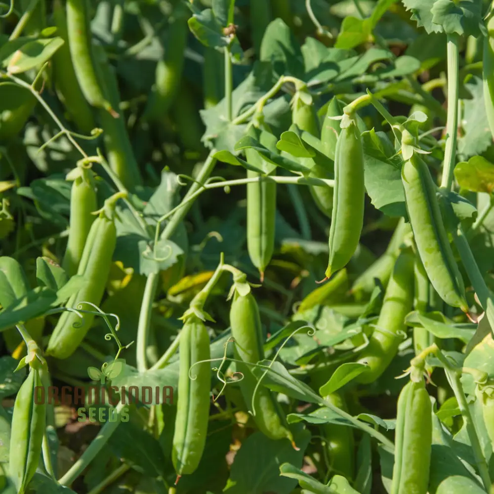 Early Onward Pea Seeds, Heirloom Garden Vegetable Seeds for Early Harvest, Ideal for Home Gardening
