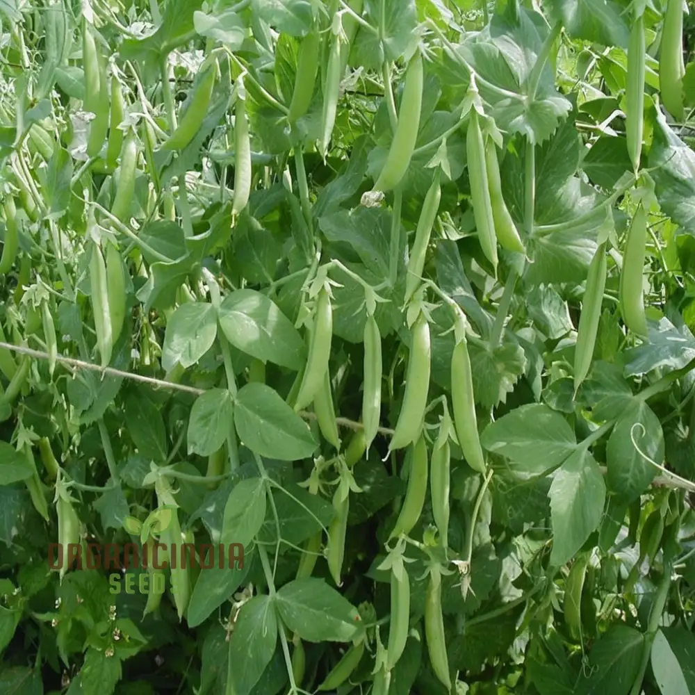 Early Onward Pea Seeds, Heirloom Garden Vegetable Seeds for Early Harvest, Ideal for Home Gardening - Image 3