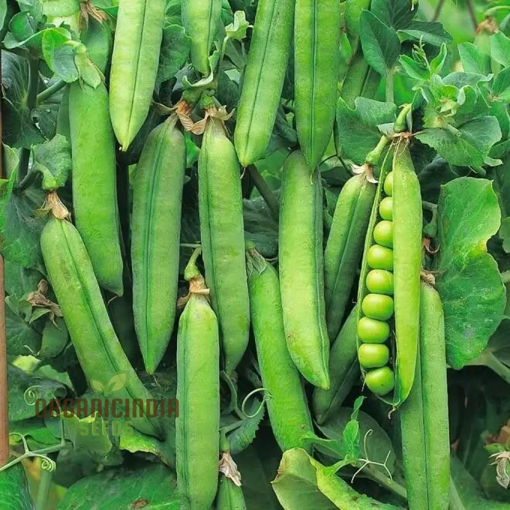 Early Onward Pea Seeds, Heirloom Garden Vegetable Seeds for Early Harvest, Ideal for Home Gardening - Image 4
