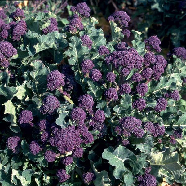 Purple Broccoli Seeds for Planting for Bountiful Garden