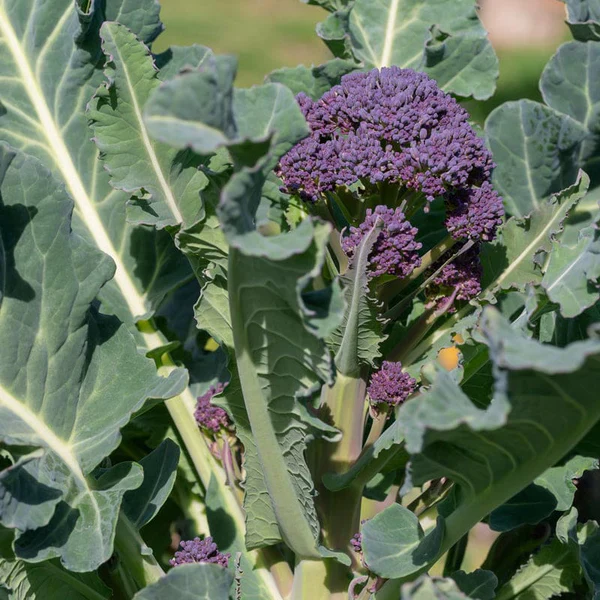 Purple Broccoli Seeds for Planting for Bountiful Garden - Image 3