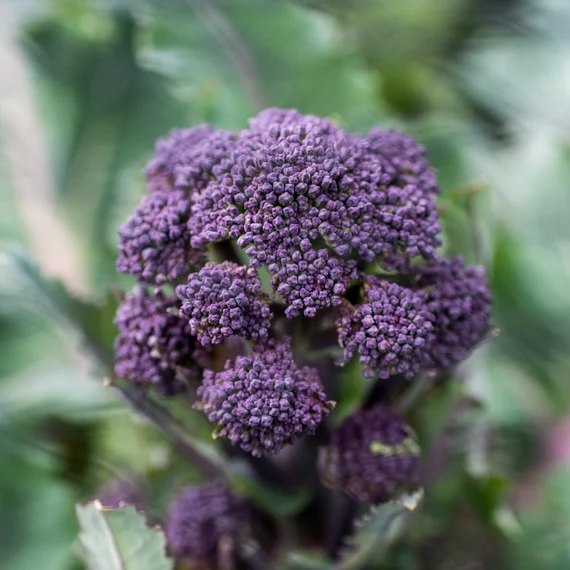 Purple Broccoli Seeds for Planting for Bountiful Garden - Image 4