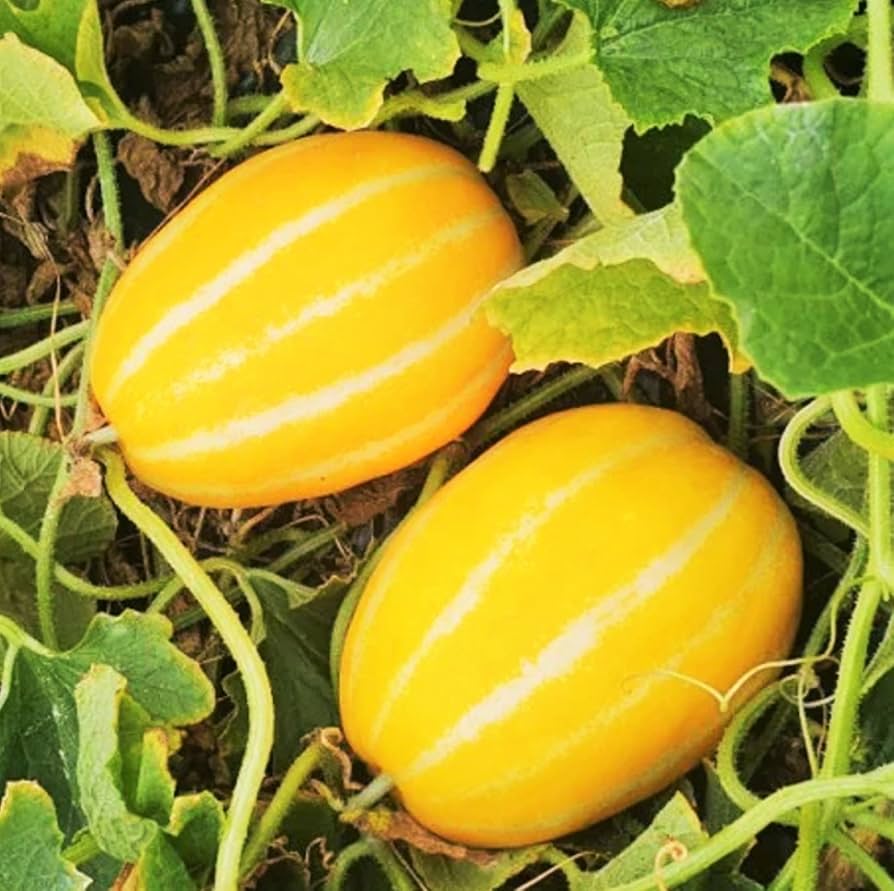 Early Silver Line Melon (Cucumis melo) – Yellow Striped Skin White Flesh Korean Fruit Seeds - Image 4