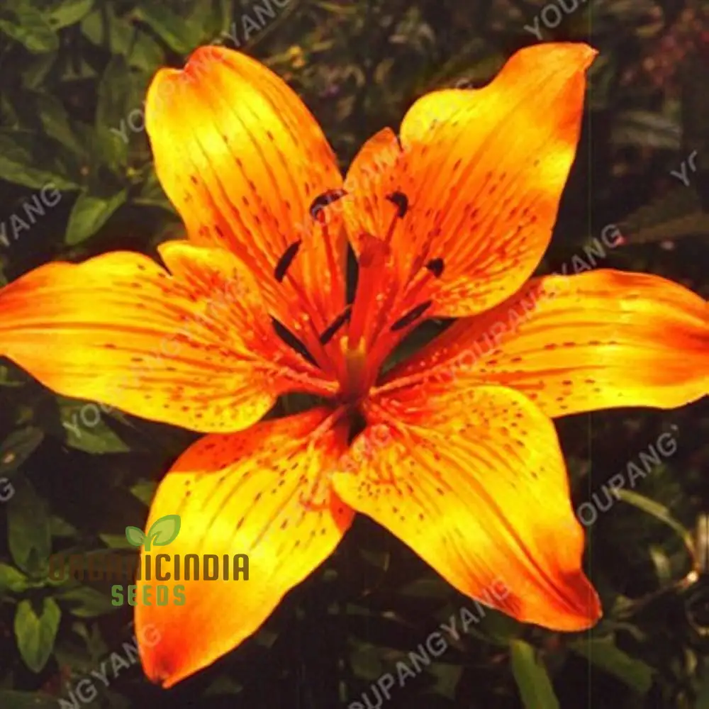 Earth-Cent Crisantamo Flower Seeds for Planting - 100 pcs - Image 3