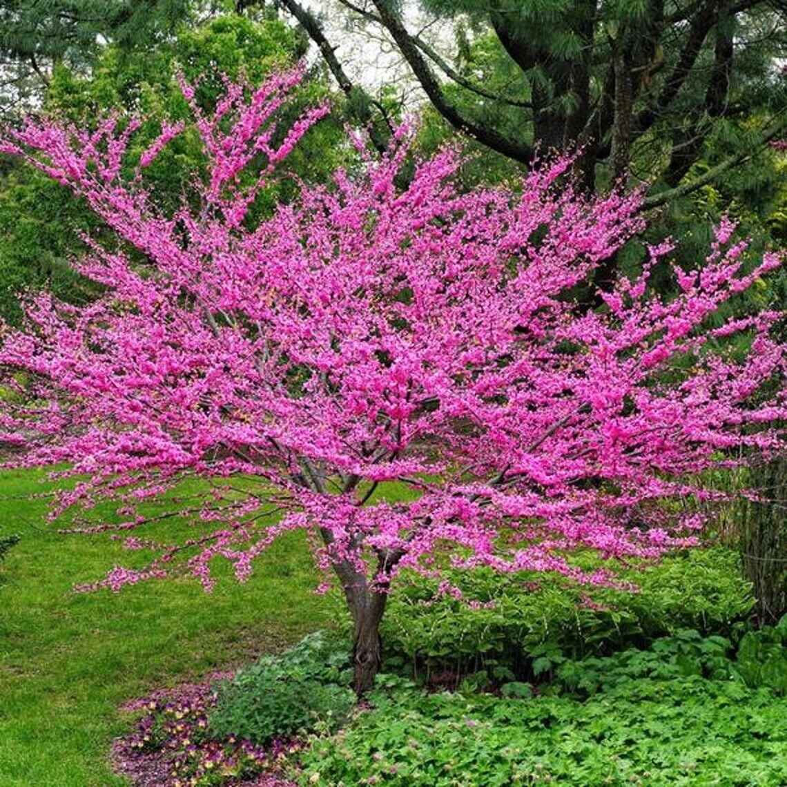 Eastern Redbud Tree Seeds – Cercis canadensis Ornamental Spring Blooms
