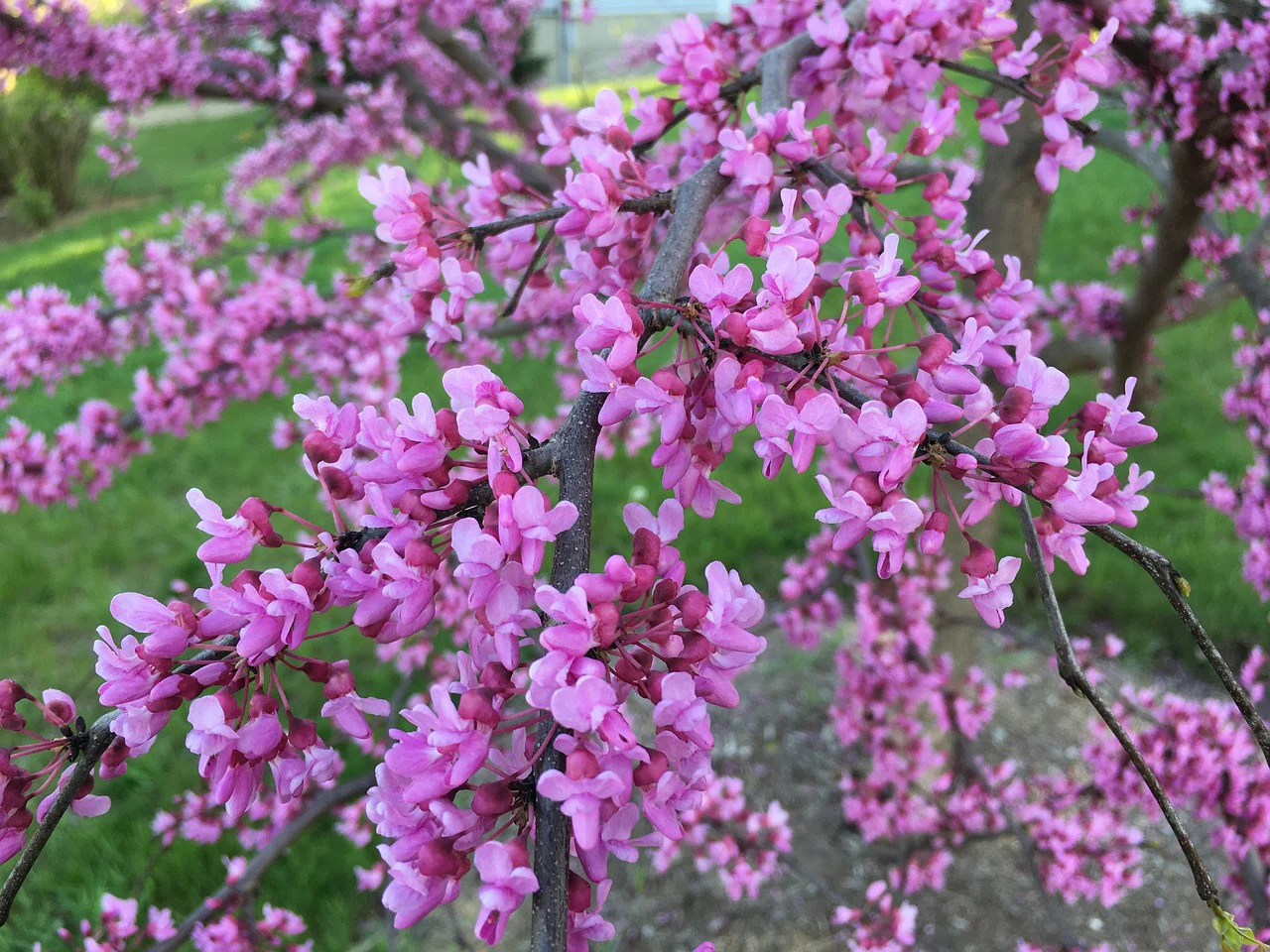 Eastern Redbud Tree Seeds – Cercis canadensis Ornamental Spring Blooms - Image 3