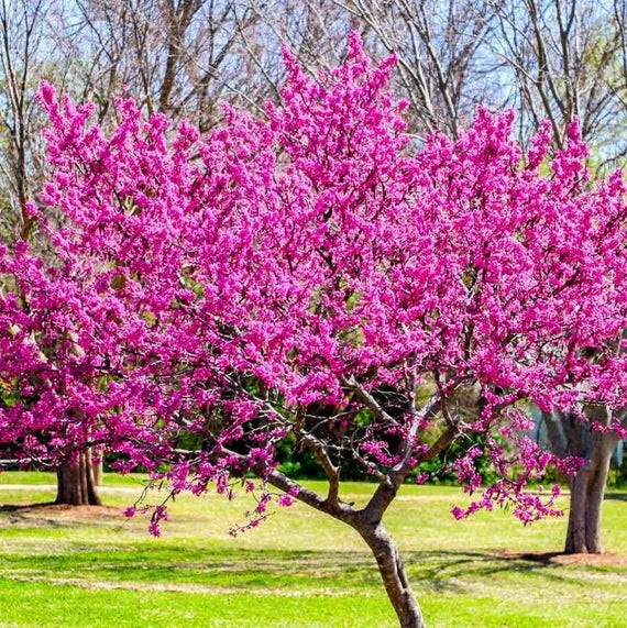 Eastern Redbud Tree Seeds – Cercis canadensis Ornamental Spring Blooms - Image 4