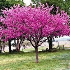 Eastern Redbud Tree Seeds – Cercis canadensis Ornamental Spring Blooms - Image 5
