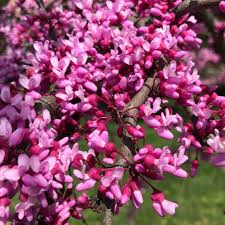 Eastern Redbud Tree Seeds – Cercis canadensis Ornamental Spring Blooms - Image 6