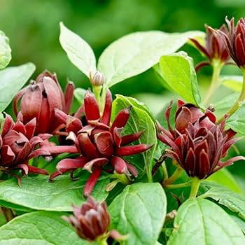 Calycanthus floridus Seeds – Eastern Sweetshrub & Carolina Allspice for Fragrant Outdoor Shrubs