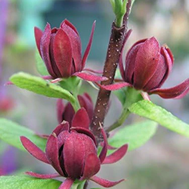 Calycanthus floridus Seeds – Eastern Sweetshrub & Carolina Allspice for Fragrant Outdoor Shrubs - Image 2