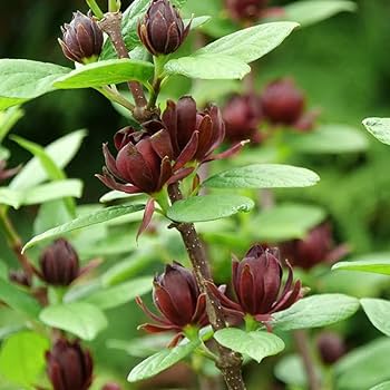 Calycanthus floridus Seeds – Eastern Sweetshrub & Carolina Allspice for Fragrant Outdoor Shrubs - Image 3