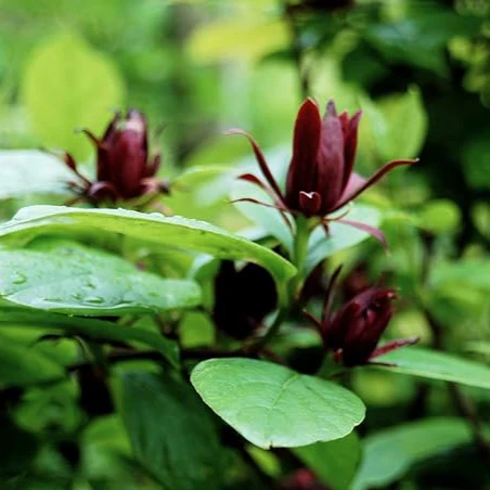 Calycanthus floridus Seeds – Eastern Sweetshrub & Carolina Allspice for Fragrant Outdoor Shrubs - Image 4