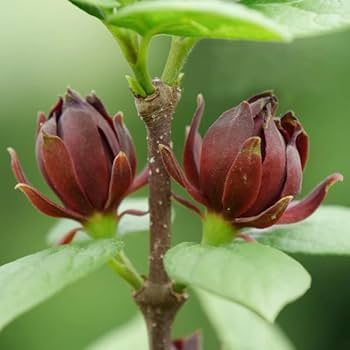 Calycanthus floridus Seeds – Eastern Sweetshrub & Carolina Allspice for Fragrant Outdoor Shrubs - Image 5