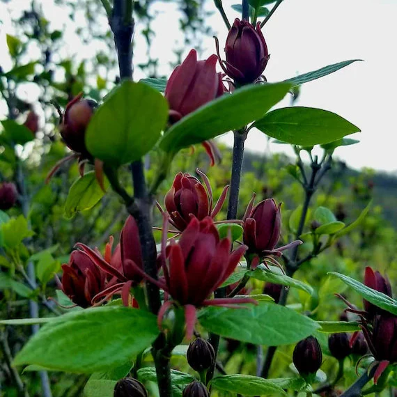 Calycanthus floridus Seeds – Eastern Sweetshrub & Carolina Allspice for Fragrant Outdoor Shrubs - Image 6