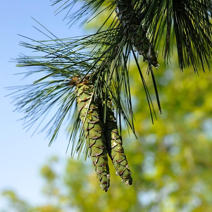 Eastern White Pine Seeds, Pinus Strobus, Fast Growing Evergreen Windbreak, Shade Tree, Ideal for Outdoor Decoration - Image 2