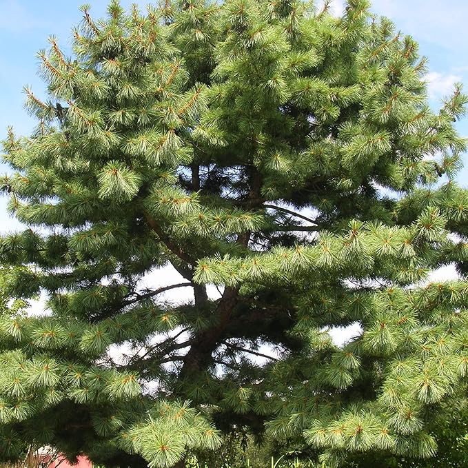 Eastern White Pine Seeds, Pinus Strobus, Fast Growing Evergreen Windbreak, Shade Tree, Ideal for Outdoor Decoration - Image 3