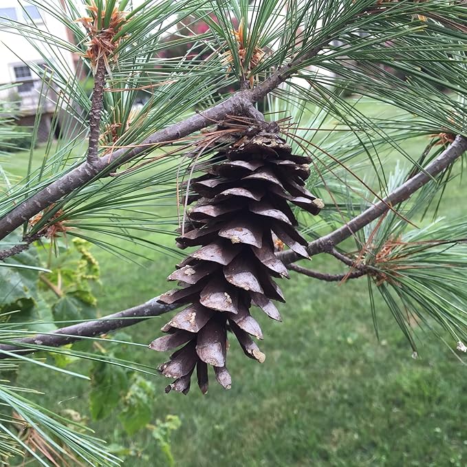 Eastern White Pine Seeds, Pinus Strobus, Fast Growing Evergreen Windbreak, Shade Tree, Ideal for Outdoor Decoration - Image 4