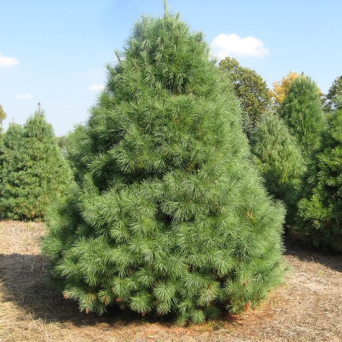 Eastern White Pine Seeds, Pinus Strobus, Fast Growing Evergreen Windbreak, Shade Tree, Ideal for Outdoor Decoration - Image 5