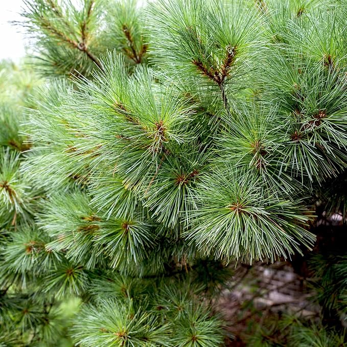 Eastern White Pine Seeds, Pinus Strobus, Fast Growing Evergreen Windbreak, Shade Tree, Ideal for Outdoor Decoration - Image 6