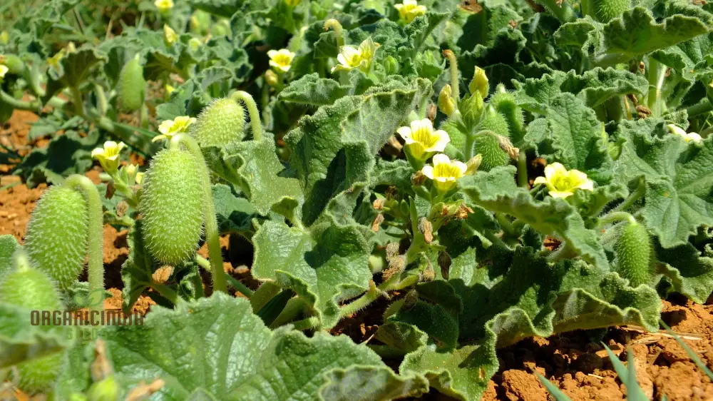 Ecballium Elaterium (Squirting Cucumber) Seeds For Planting, Tips and Gardening Insights - Image 3