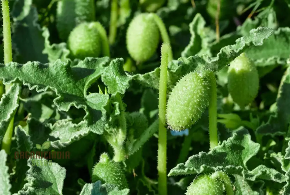 Ecballium Elaterium (Squirting Cucumber) Seeds For Planting, Tips and Gardening Insights - Image 4