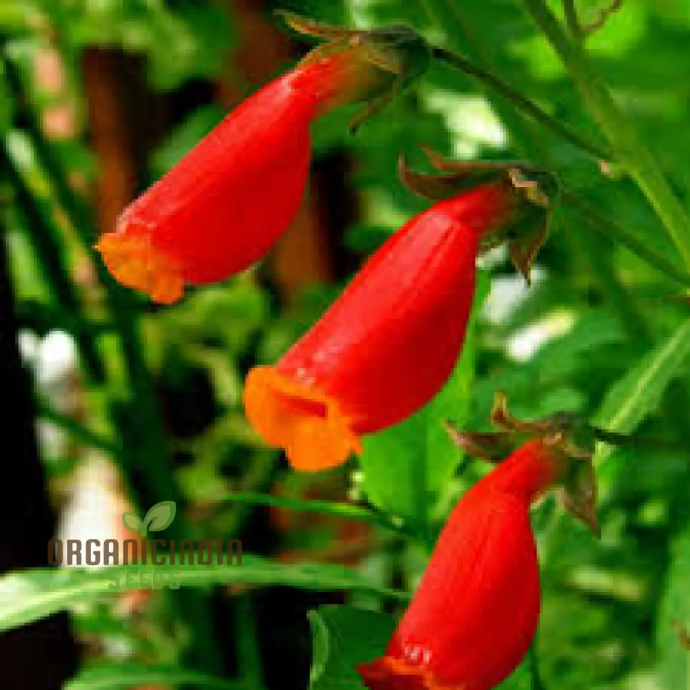 Eccremocarpus Scaber 'Blood Red' Flower Seeds, Vibrant Blossoms for Your Garden