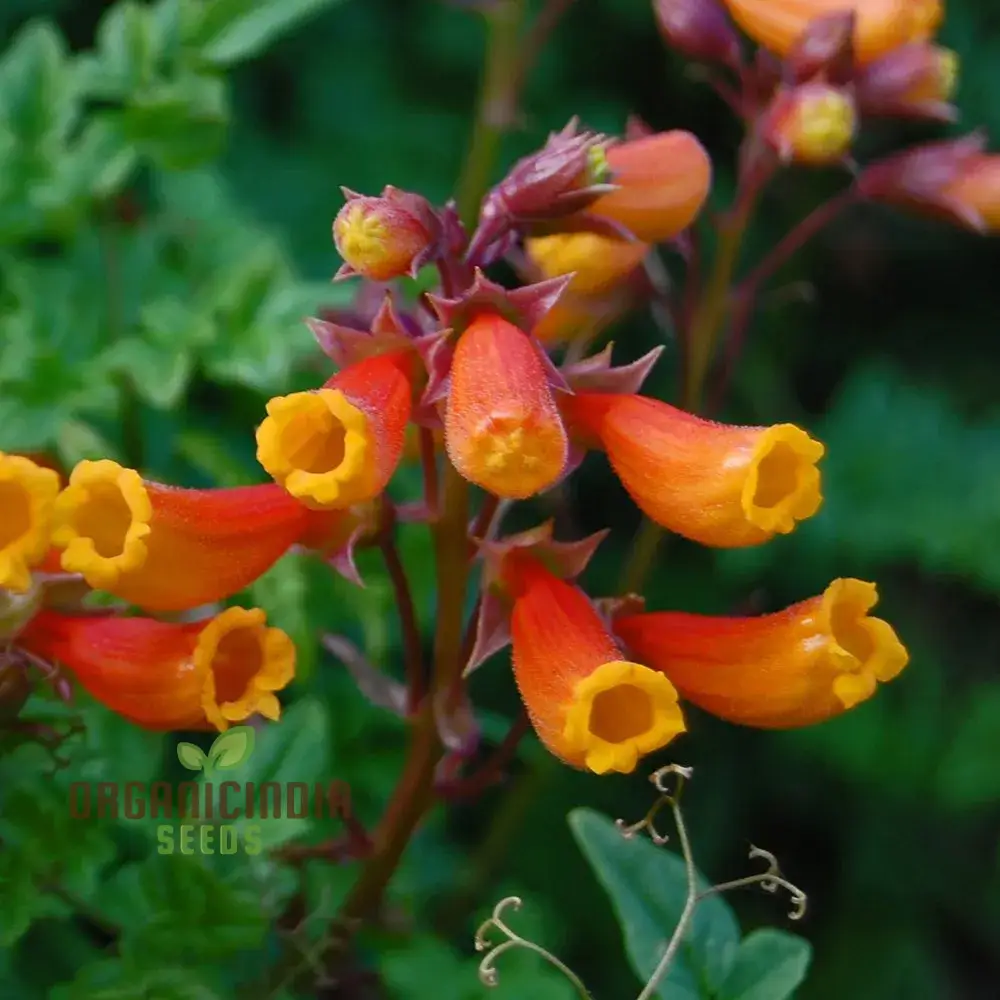 Eccremocarpus Scaber 'Blood Red' Flower Seeds, Vibrant Blossoms for Your Garden - Image 3