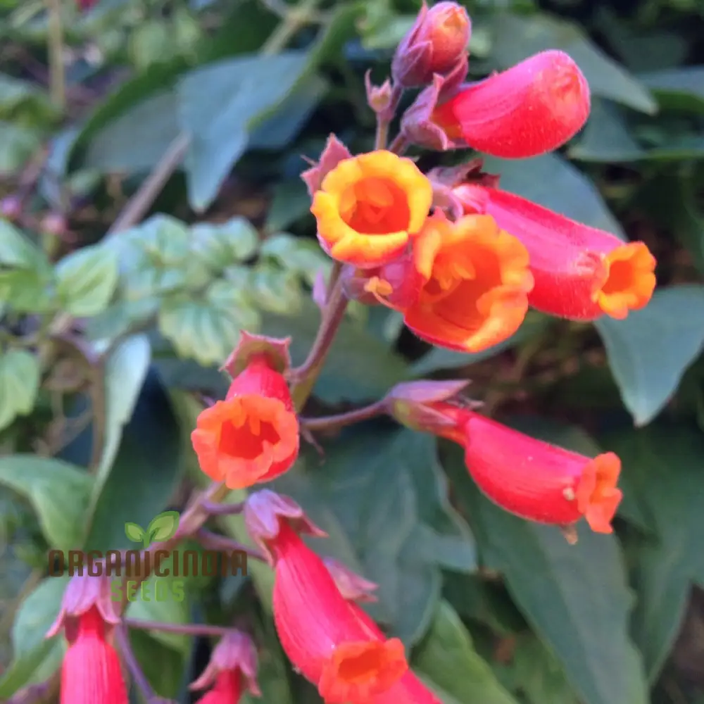 Eccremocarpus Scaber 'Blood Red' Flower Seeds, Vibrant Blossoms for Your Garden - Image 4
