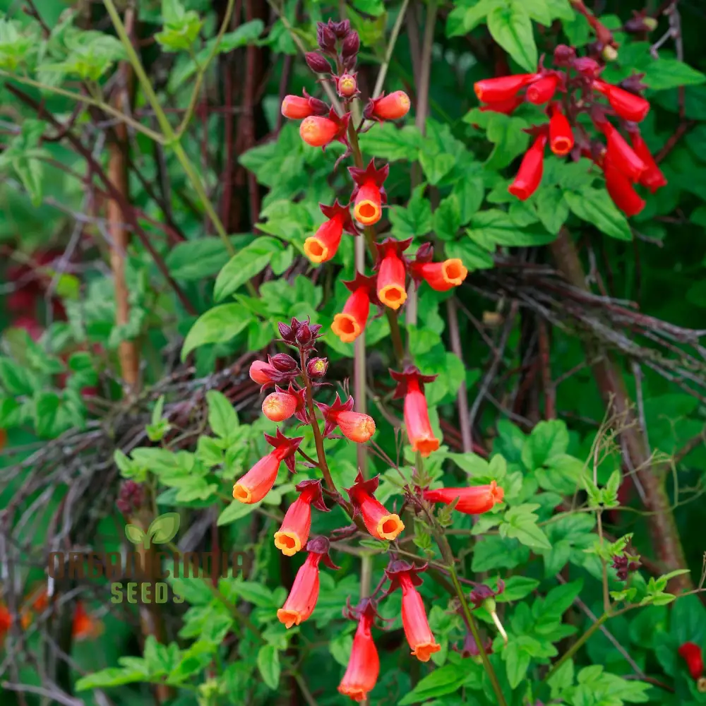 Eccremocarpus Scaber 'Flame Colours' Flower Seeds, Igniting Your Garden with Vibrant Hues