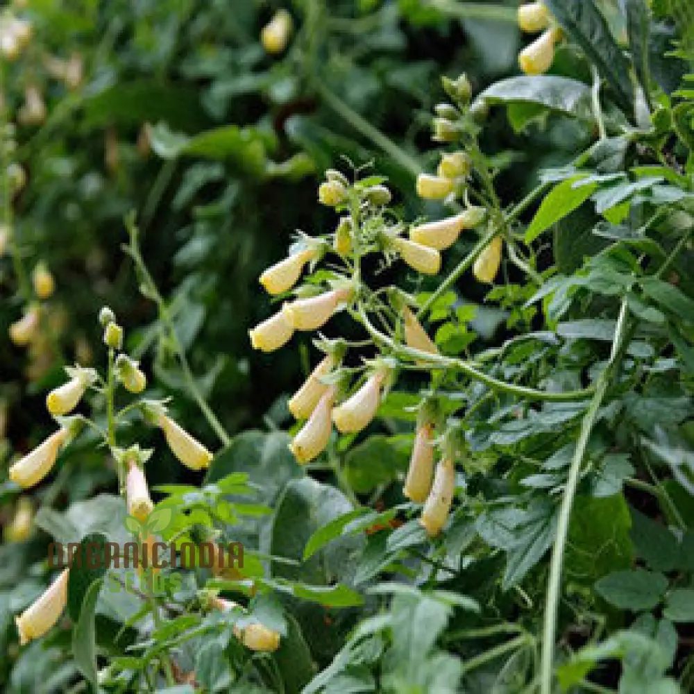 Eccremocarpus Scaber 'Tresco' Cream Flower Seeds For Planting, Soft Elegance for Your Garden Palette