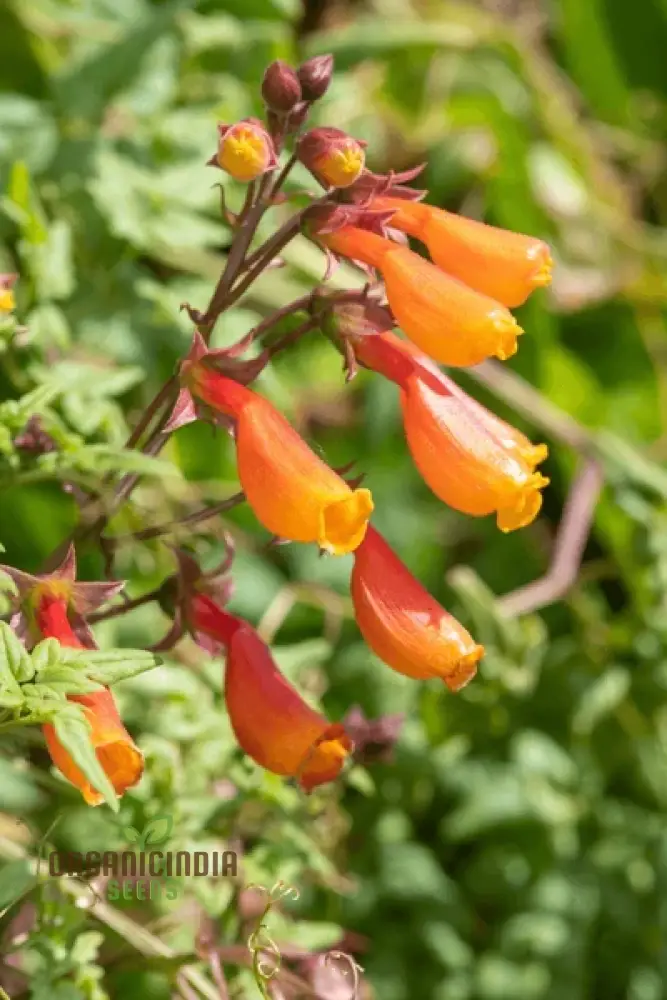Eccremocarpus Scaber 'Tresco' Cream Flower Seeds For Planting, Soft Elegance for Your Garden Palette - Image 4