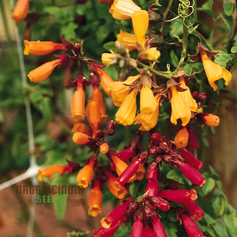 Eccremocarpus Tresco Flower Seeds For Planting: Vibrant Climbing Flowers for Your Enchanting Garden Sanctuary
