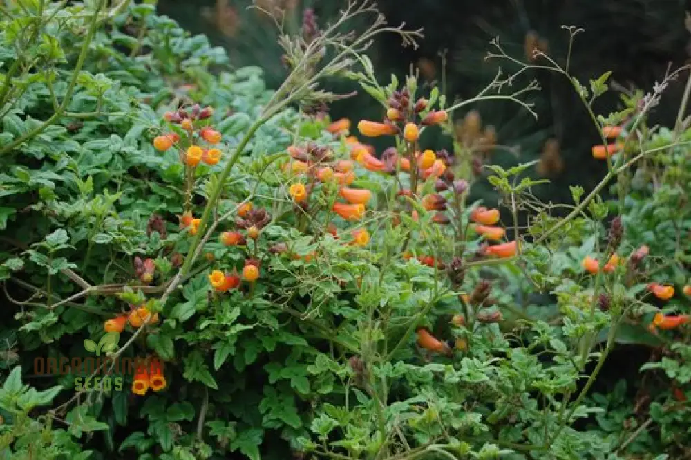 Eccremocarpus Tresco Flower Seeds For Planting: Vibrant Climbing Flowers for Your Enchanting Garden Sanctuary - Image 4