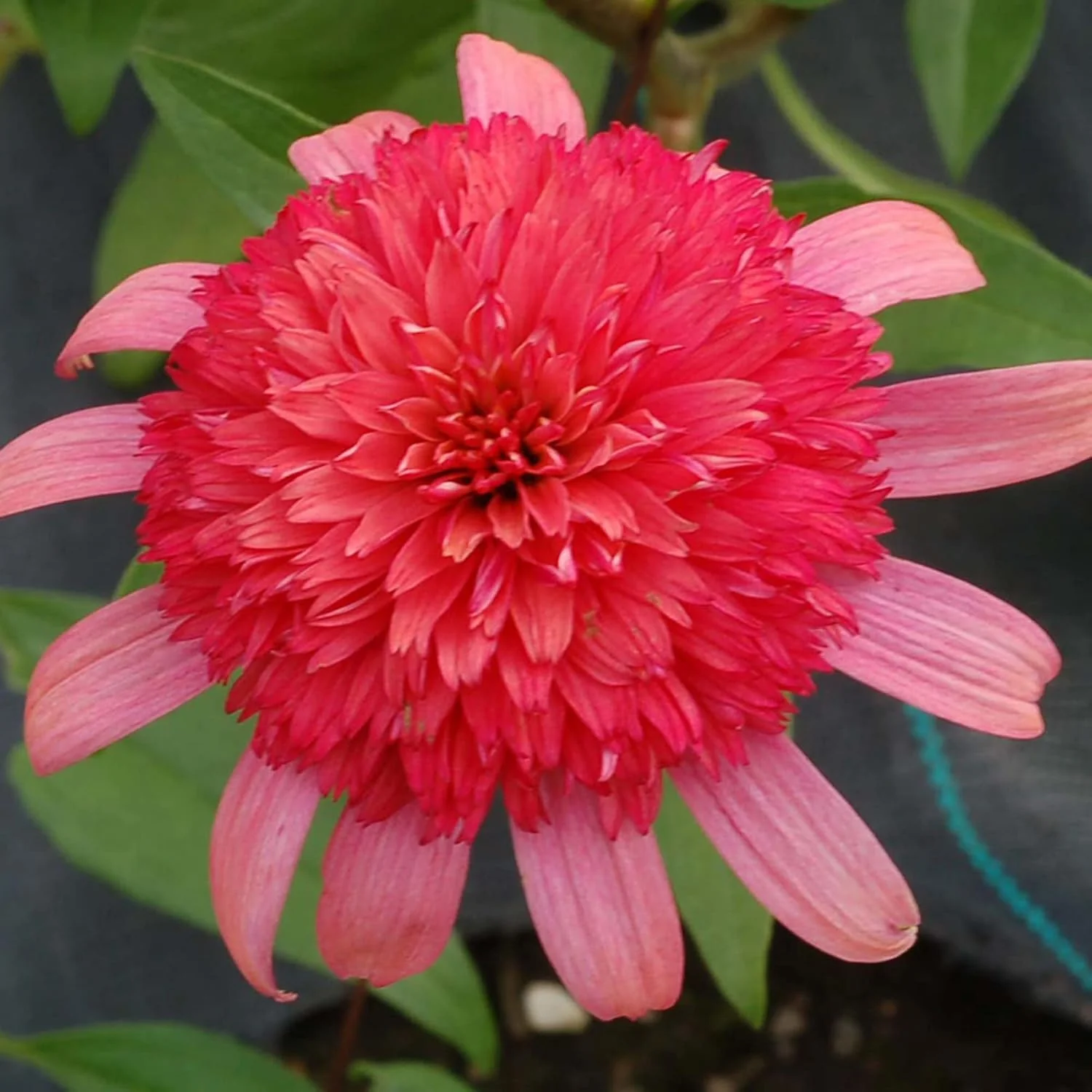 Echinacea Seeds (Secret Passion Echinacea Seeds) - Fragrant Perennial Blooms for Gardens